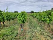 Domaine calbot buzet